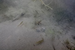 Rhinichthys osculus 3