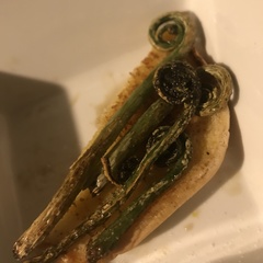 Asplenium bulbiferum