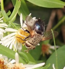 Archytas analis