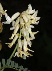 Astragalus curvicarpus