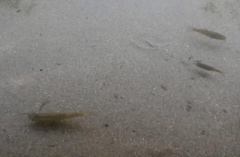 Rhinichthys osculus 3