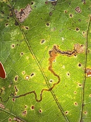 Stigmella nigriverticella