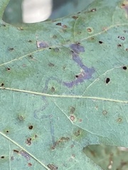 Stigmella nigriverticella