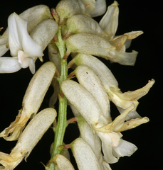 Astragalus curvicarpus