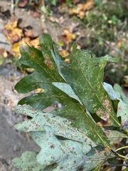 Stigmella nigriverticella