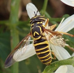 Spilomyia longicornis