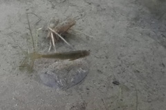 Rhinichthys osculus 3
