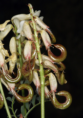 Astragalus curvicarpus