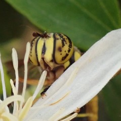 Spilomyia longicornis
