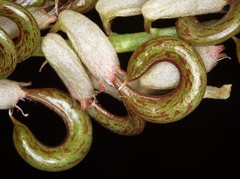 Astragalus curvicarpus