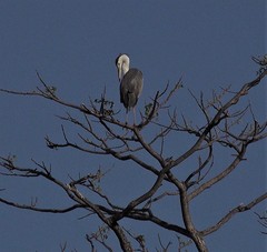 Ardea cinerea firasa
