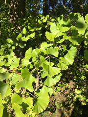 Ginkgo biloba