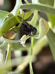 Australomisidia pilula