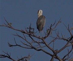 Ardea cinerea firasa