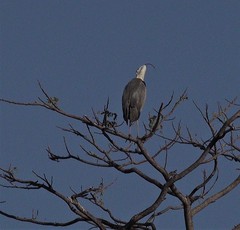 Ardea cinerea firasa