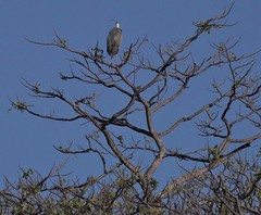 Ardea cinerea firasa