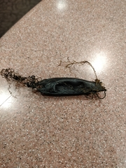 Scyliorhinus canicula