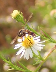 Dioprosopa clavata