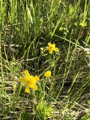 Ranunculus rhomboideus