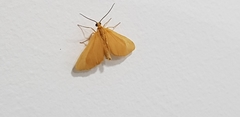 Lepidoptera