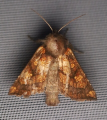 Papaipema impecuniosa