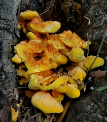 Laetiporus gilbertsonii