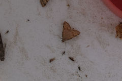 Hemeroplanis historialis