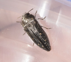Acmaeodera fenyesi