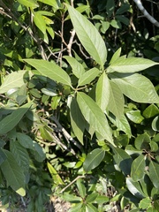 Tarenna mollissima