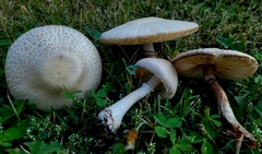Leucoagaricus leucothites