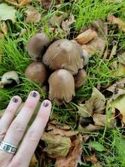 Coprinopsis atramentaria