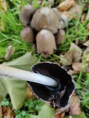 Coprinopsis atramentaria