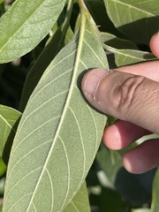 Tarenna mollissima