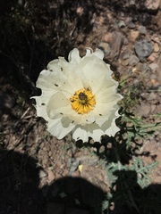 Argemone hunnemannii