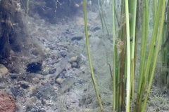 Catostomus warnerensis