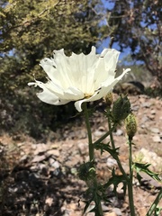 Argemone hunnemannii