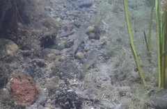 Catostomus warnerensis