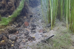 Catostomus warnerensis