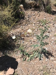 Argemone hunnemannii