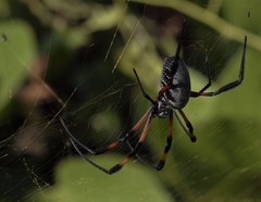 Nephila comorana