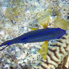 Neoglyphidodon polyacanthus