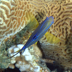 Neoglyphidodon polyacanthus