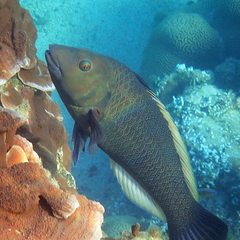 Notolabrus inscriptus