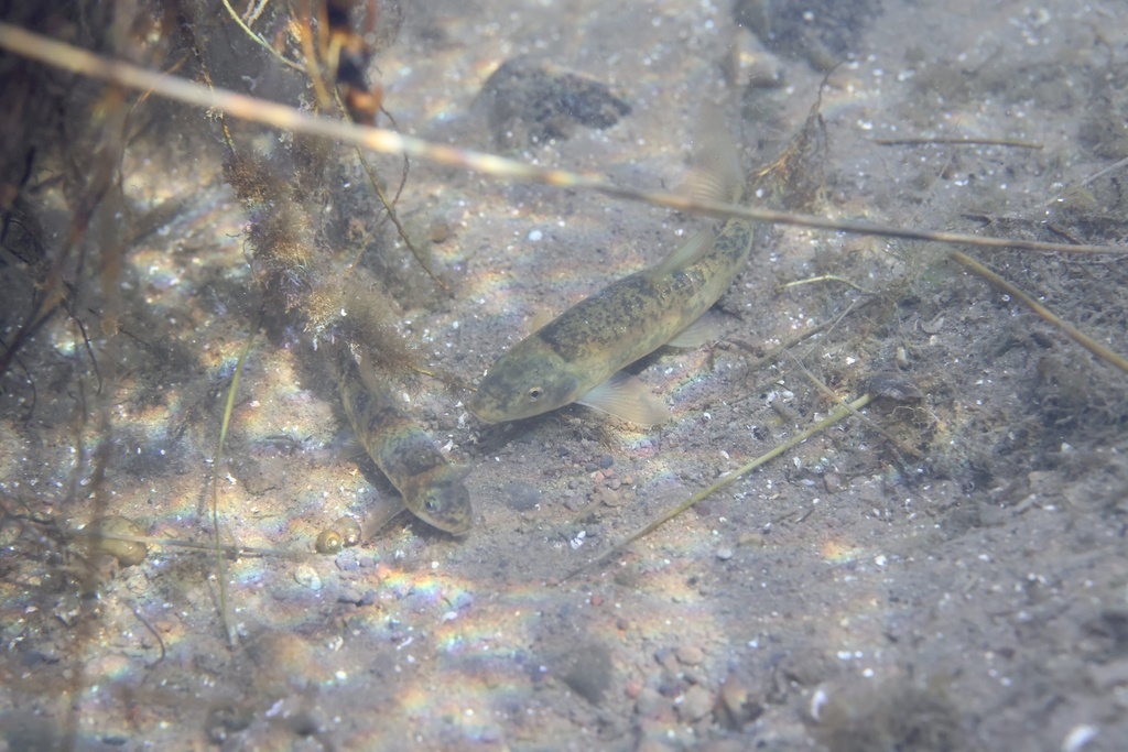 Warner-zuigkarper (Catostomus warnerensis) — Catostomidae
