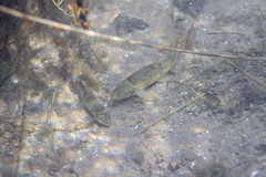Catostomus warnerensis