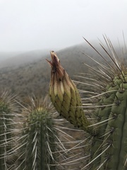 Trichocereus chiloensis chiloensis