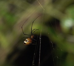 Nephila comorana