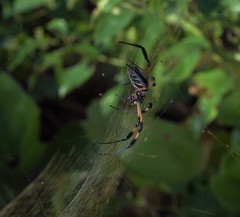Nephila comorana