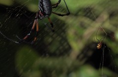 Nephila comorana