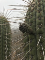 Trichocereus chiloensis chiloensis